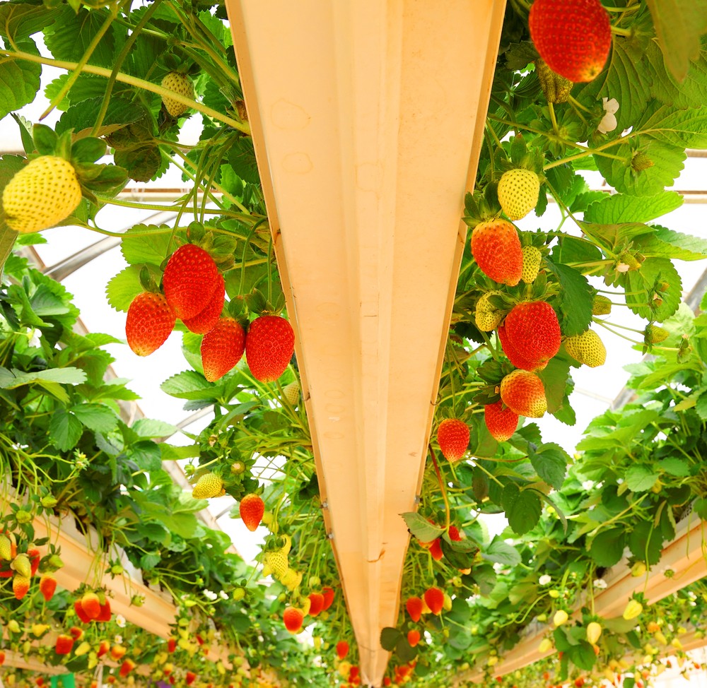 Hydroponic strawberries growing